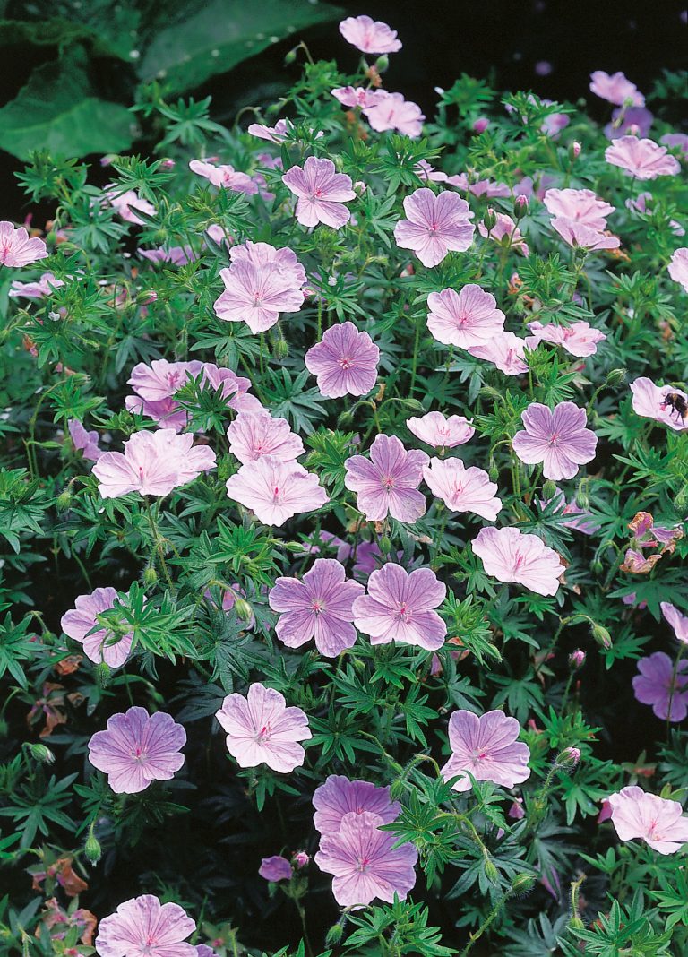 Geranium sanguineum ‘Apfelblüte’