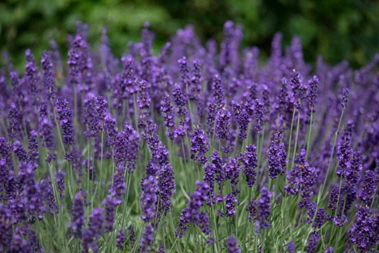 Lavandula angustifolia ‘Hidcote’