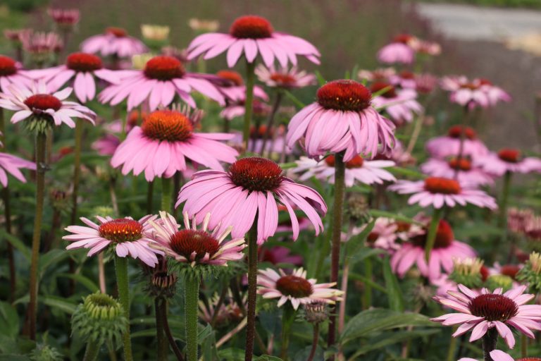 Echinacea purpurea ‘Magnus’