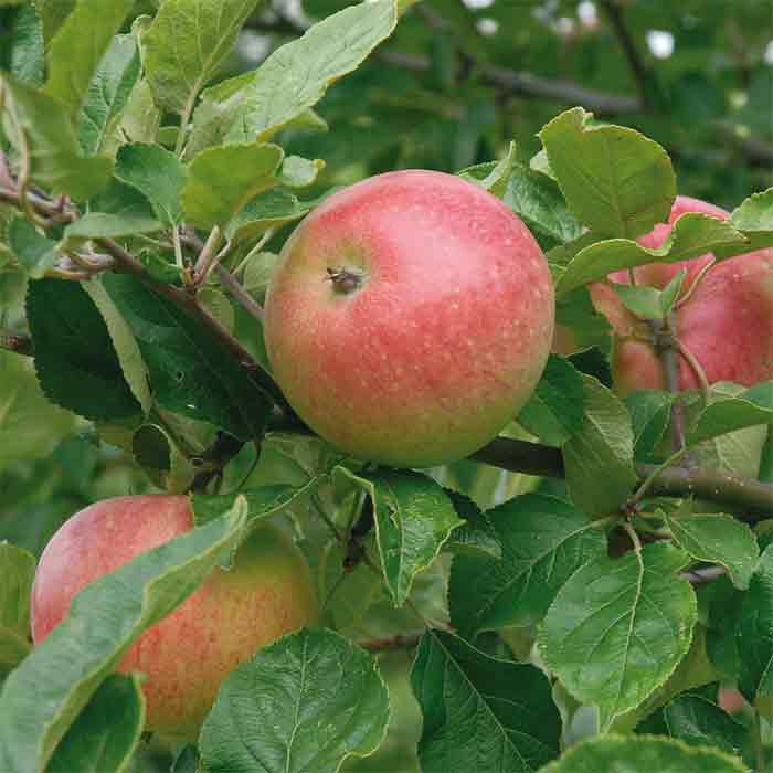 Malus domestica ‘Aroma’