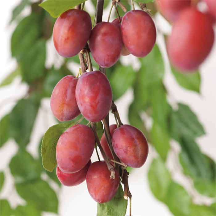 Prunus domestica ‘Victoria’