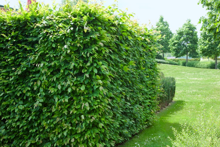 Carpinus betulus