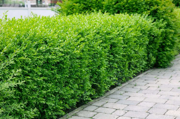 Ligustrum vulgare var. italicum ‘Liga’