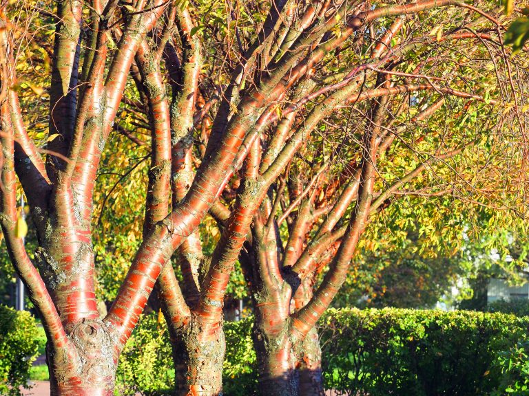 Prunus maackii