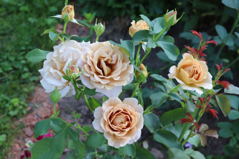 Rosa (Floribunda-Gruppen) HONEY DIJON (‘Weksproulses’)