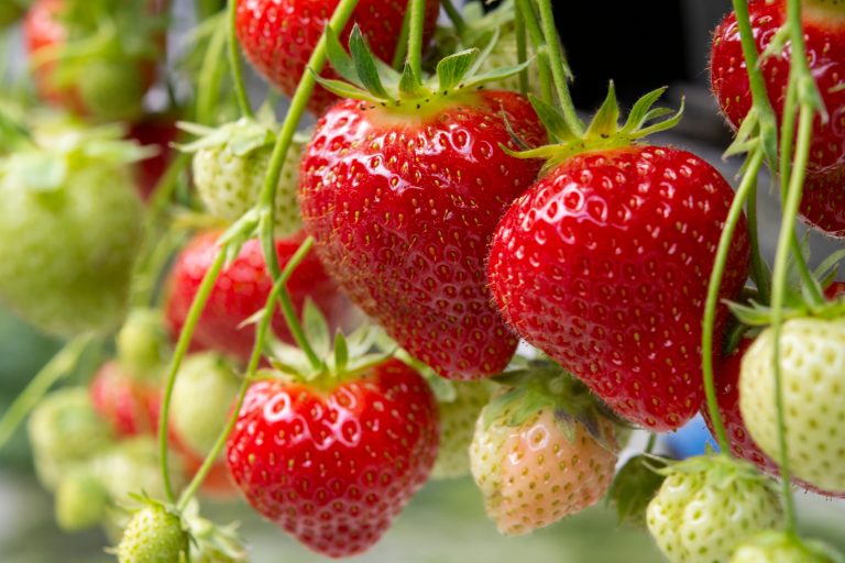 Fragaria × ananassa