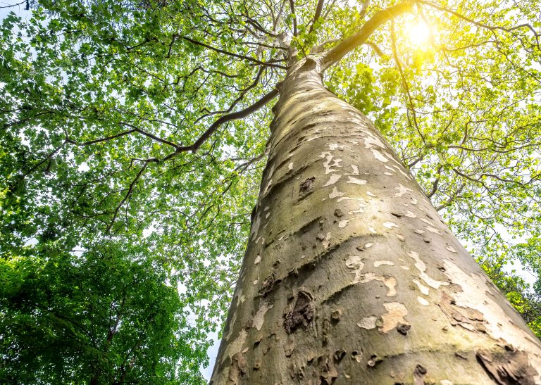 Platanus × hispanica