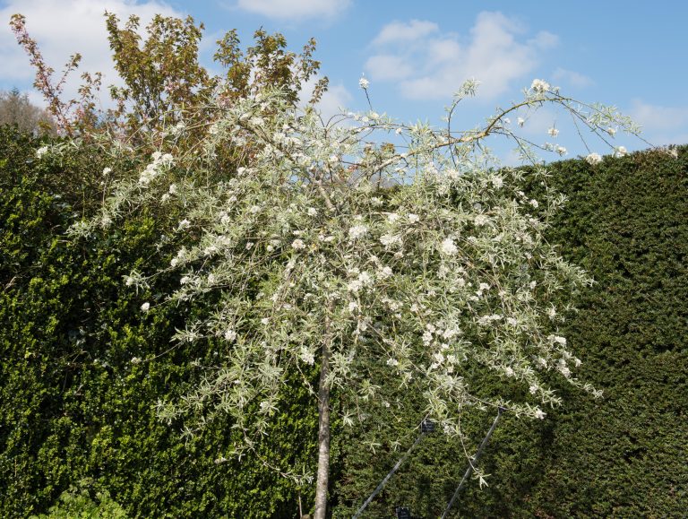Pyrus salicifolia ‘Pendula’