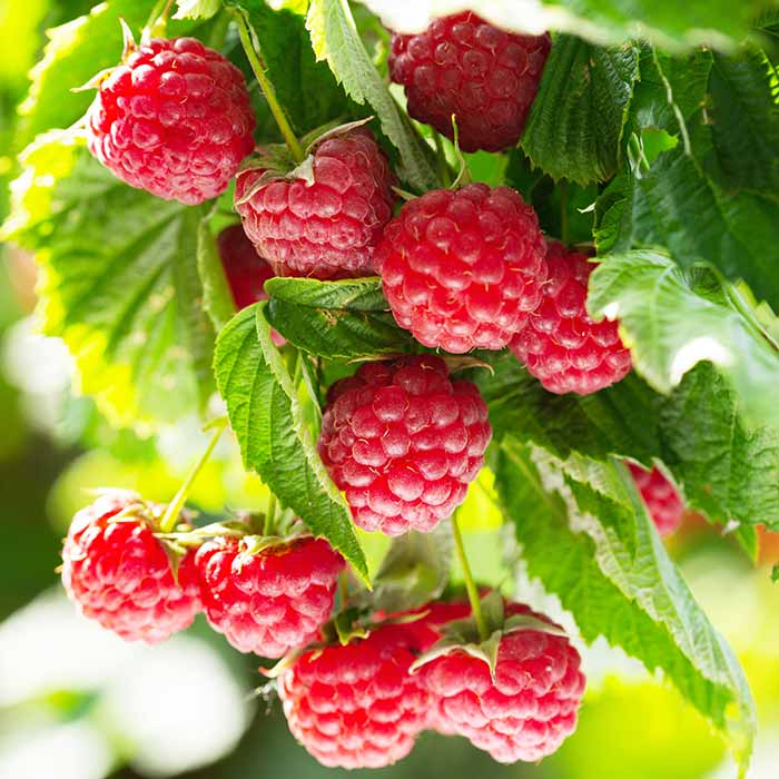 Berry Bushes