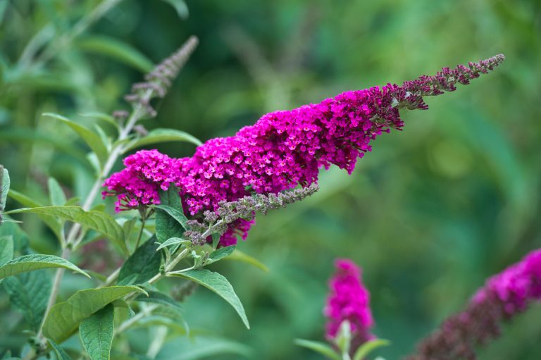 Buddleja