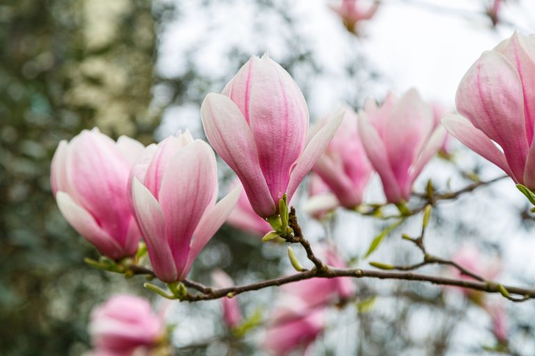 Magnolia