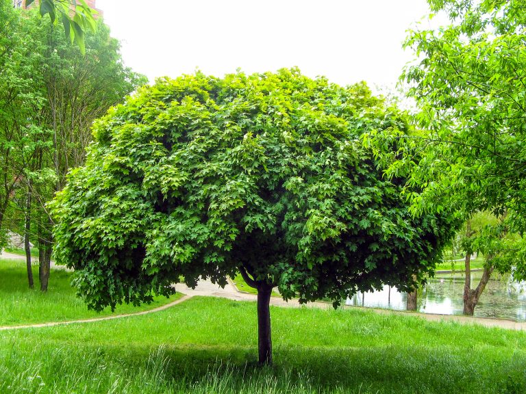 Acer platanoides ‘Globosum’