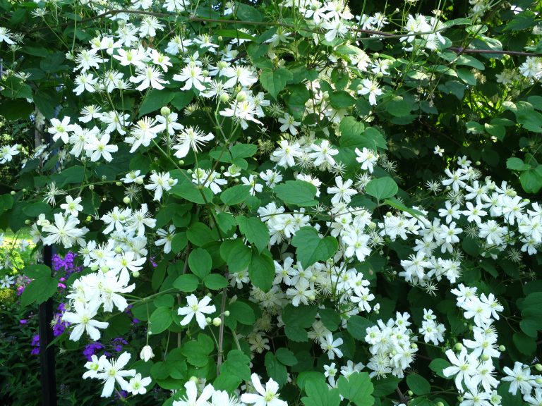 Clematis (Vitalba-Gruppen) ‘Paul Farges’