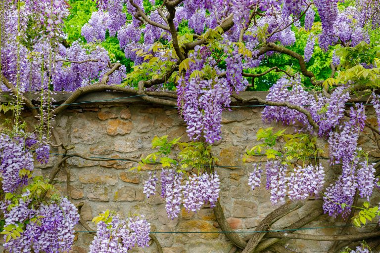 Wisteria frutescens var. macrostachya ‘Blue Moon’