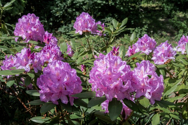 Rhododendron (Catawbiense-Gruppen) ‘Catawbiense Grandiflorum’