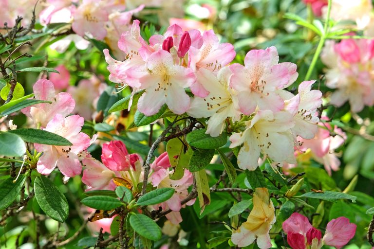 Rhododendron (Yakushimanum-Gruppen) ‘Percy Wiseman’