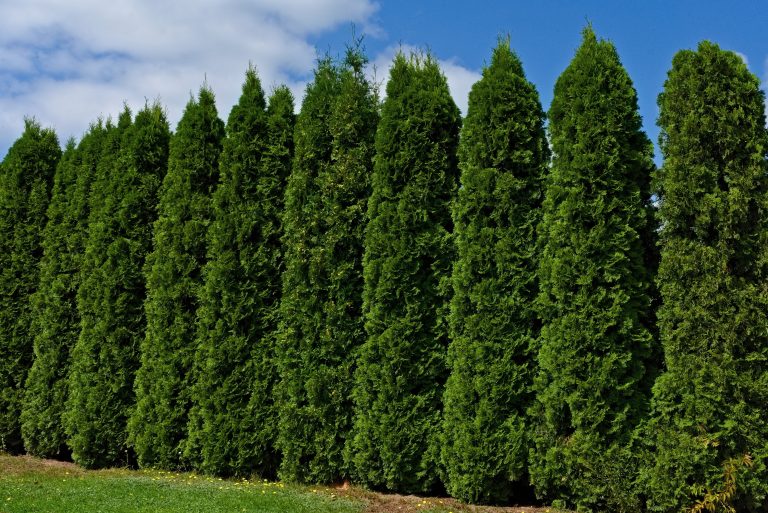 Thuja occidentalis ‘Smaragd’