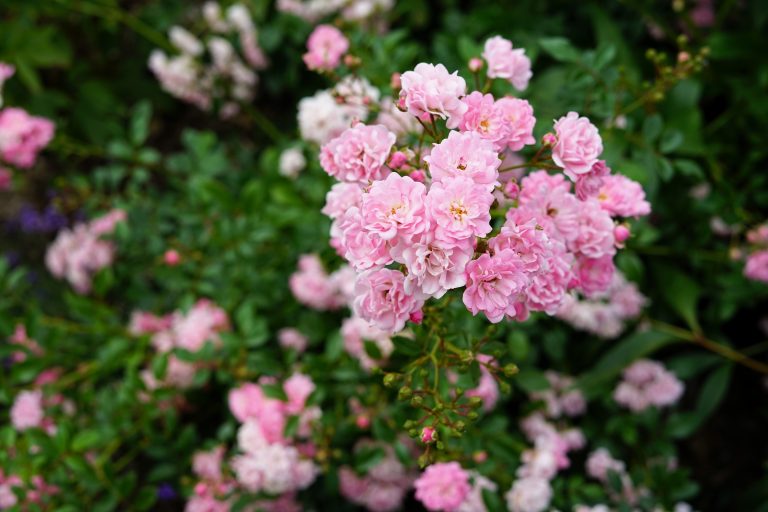 Rosa (Polyantha-Gruppen) ‘The Fairy’