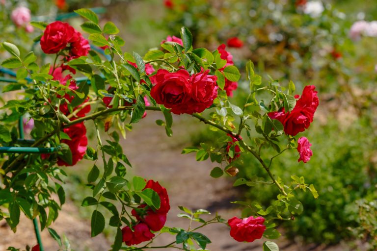 Rosa (Kordesii-Gruppen) FLAMMENTANZ (‘Korflata’)