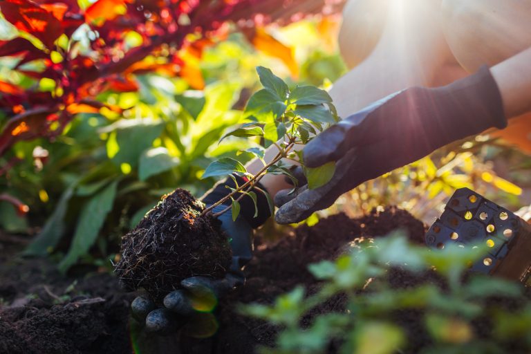 Plantering