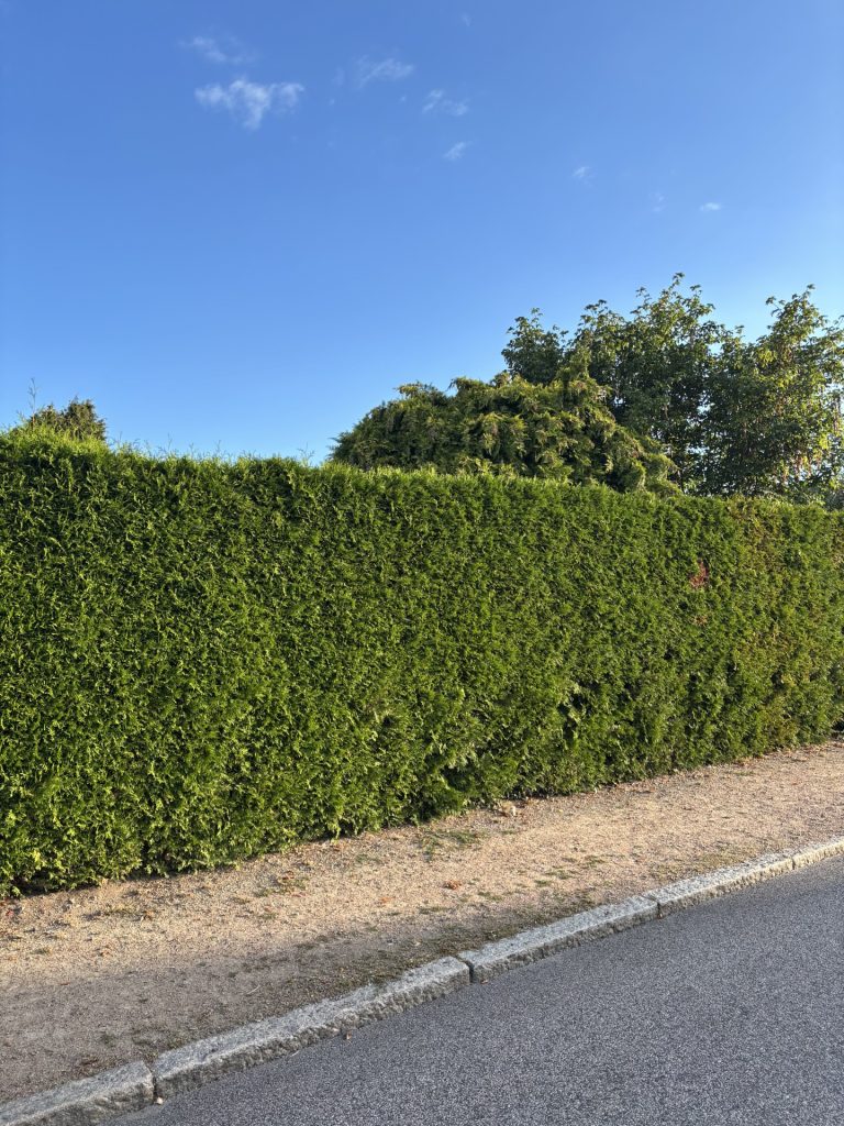 Thuja occidentalis ‘Brabant’