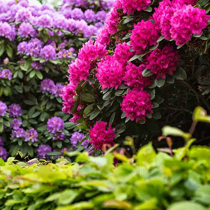 Rhododendron