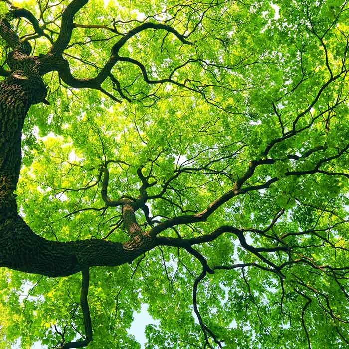 Standard Trees