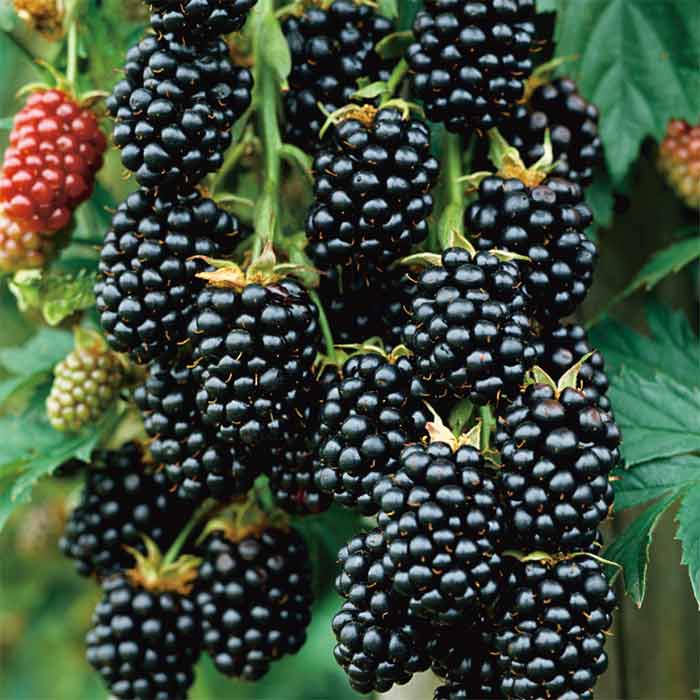 Rubus fruticosus