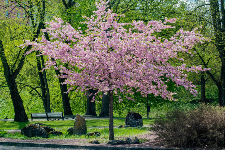 Prunus (Sato-zakura-Gruppen) ‘Kanzan’
