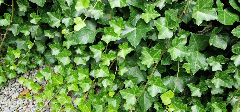 Hedera hibernica