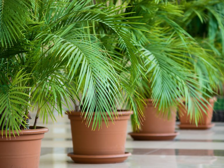 Phoenix canariensis