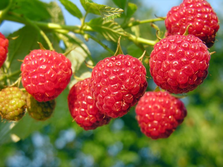 Rubus idaeus