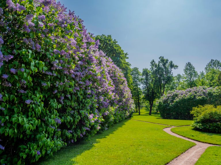 Syringa vulgaris
