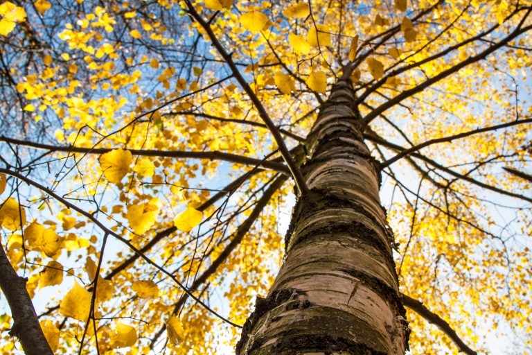 Betula pendula