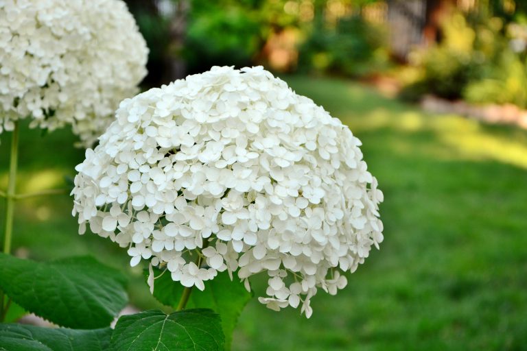 Hydrangea