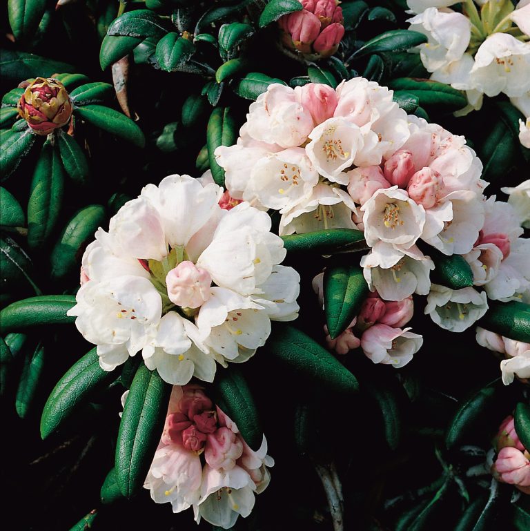Rhododendron (Yakushimanum-Gruppen) ‘Koichiro Wada’