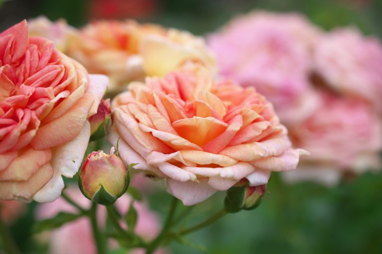 Roses